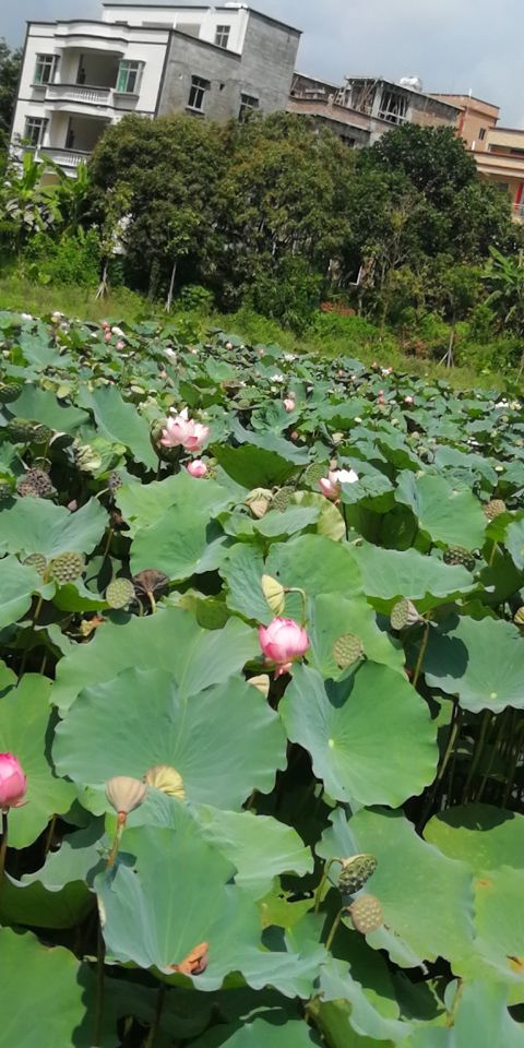 混沌书友的主播照片