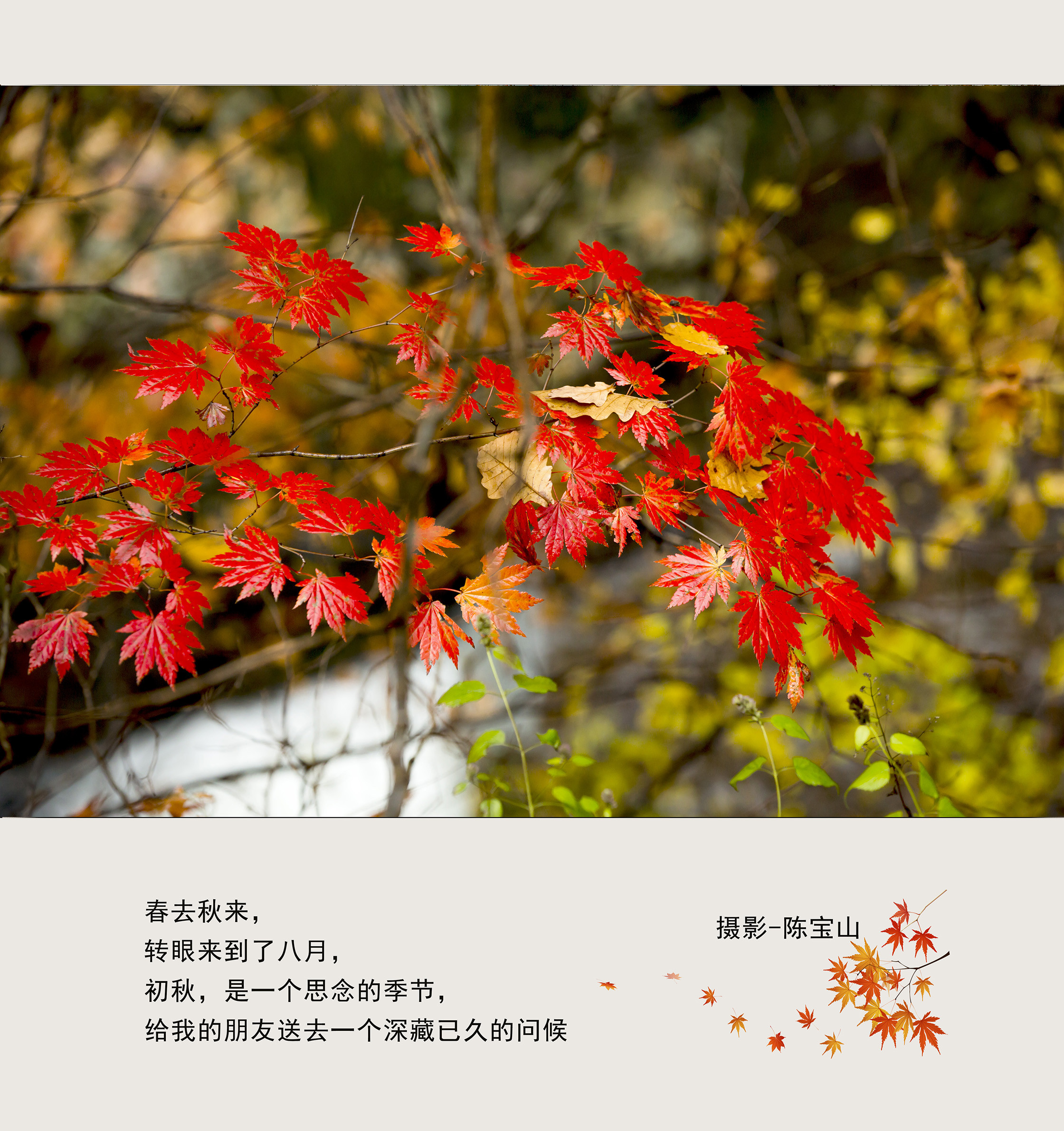 陈宝山，的主播照片