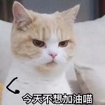 猫咪🐱……