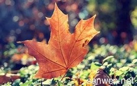 玫瑰花4113025主播照片