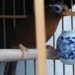 C_@二锅锅海报