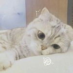 我是9你是3。的头像