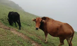 逍遥快活的人主播照片