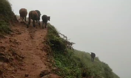 逍遥快活的人主播照片