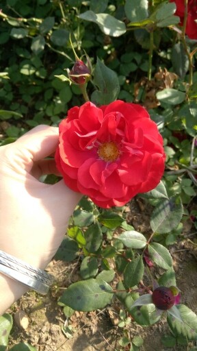 ✨零贞✨的主播照片