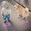 晨星17的头像