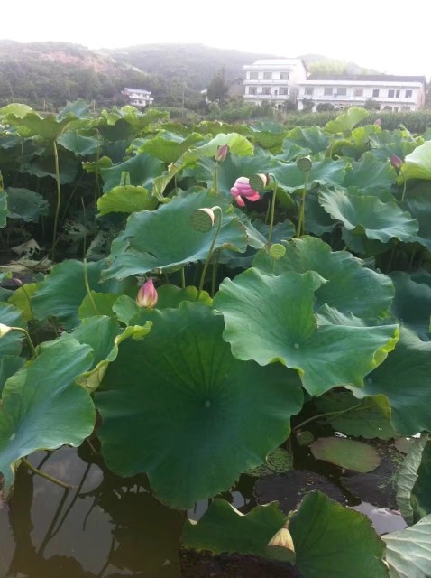 果果(平安好运)的图片