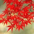 红叶飘飘2的头像
