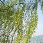 hello-tom海报