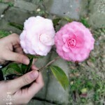 🌺小花花💄💄