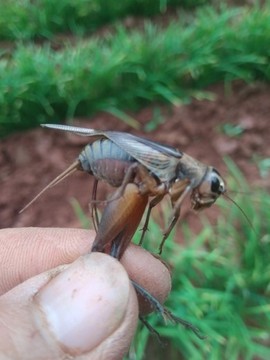 老马的开心农场主播照片