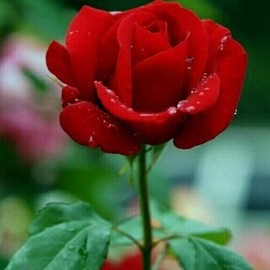 笑颜如花0t主播照片