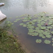疏影岁月