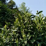 ☞♥涌溪火青茶叶♥☜