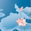 马莲花9
