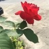 岁月静好fr