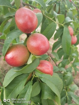 荆楚留香主播照片