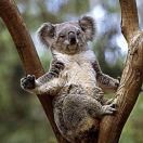 Mr.Koala*