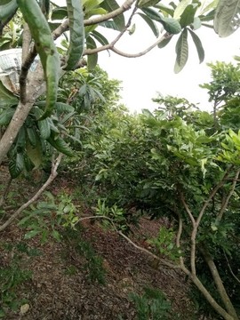 678h黄家后人主播照片