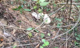 逍遥快活的人主播照片