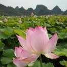富贵园e