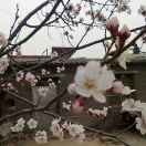南归燕