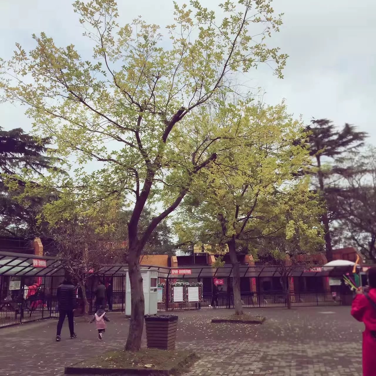 cailu81的主播照片