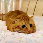 力哥力哥海报