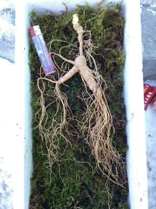 埊城小中医的图片