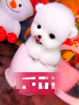 万人迷🌸新人主播照片
