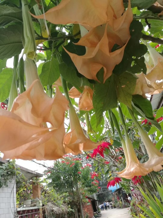 嫣脂w主播照片