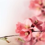 -皒/始終溦笑主播照片