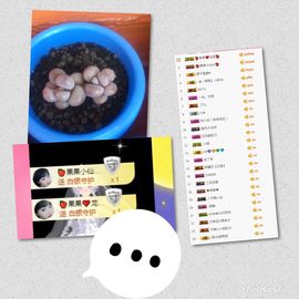 ✿「果果』小猪主播照片