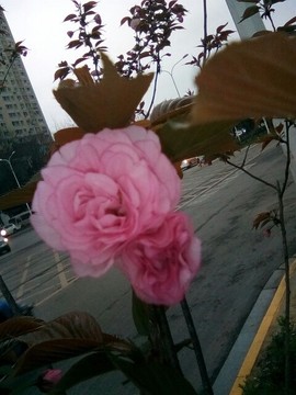 梦💞洁主播照片