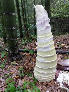 榧庄庄主👉听🎵主播照片