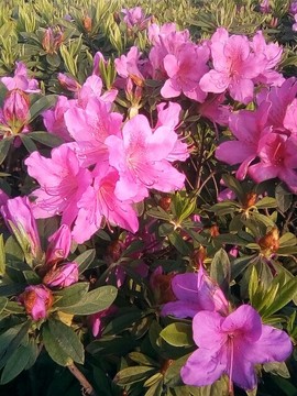 梦💞洁主播照片
