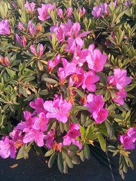 梦💞洁主播照片