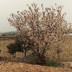 文森特附体