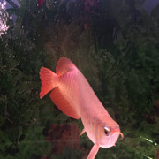 sunarto
