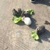 滑头鬼z的头像