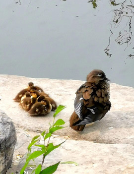 🦅宝马🚘主播照片