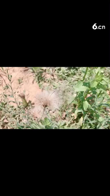 依旧是小时候的模样