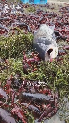 大鱼VS龙虾