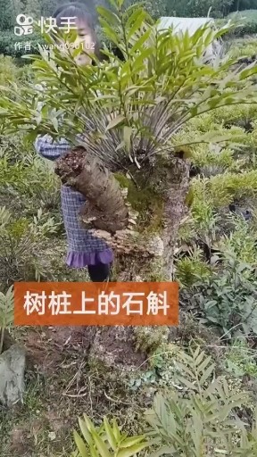 石斛
