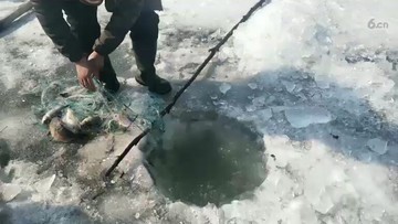 挂了几条鲫鱼