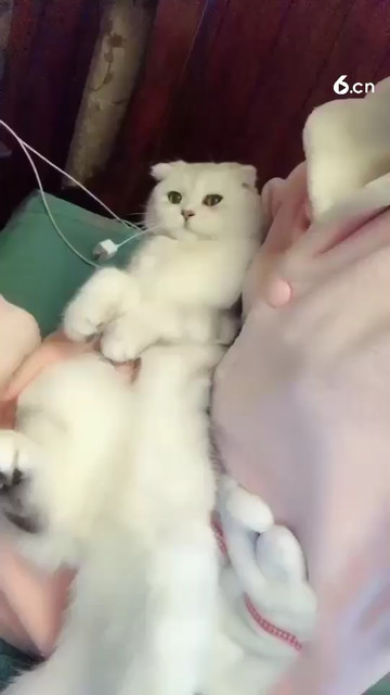 土豆