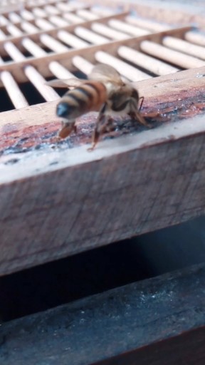 这蜜蜂是公的还是母的！