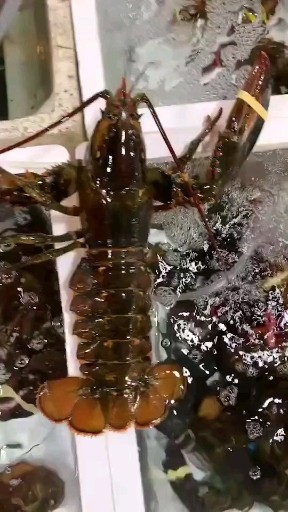 大波龙肉质细腻，味道鲜美，价格
