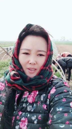 舞女泪
