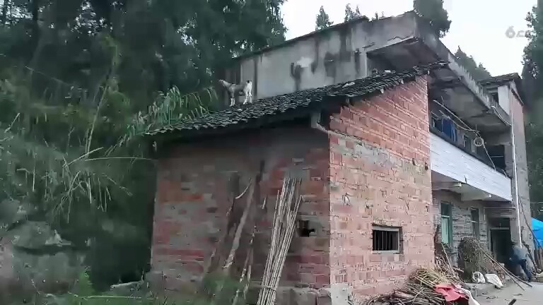 有没有人见到过羊上屋顶？